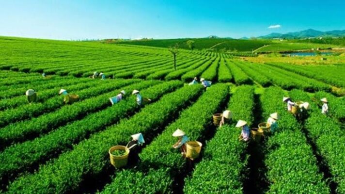 Tỉnh Công Nghiệp Nông Lâm Sản Đặc Thù Nhất Miền Bắc